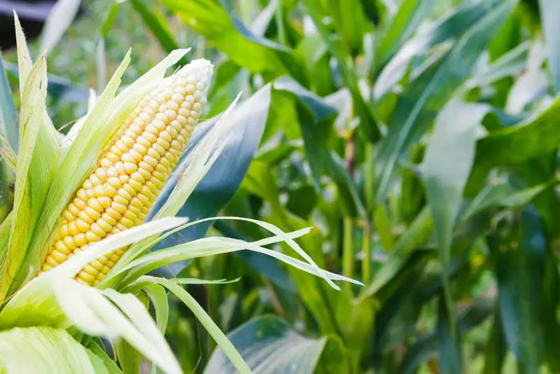 Corn in garden