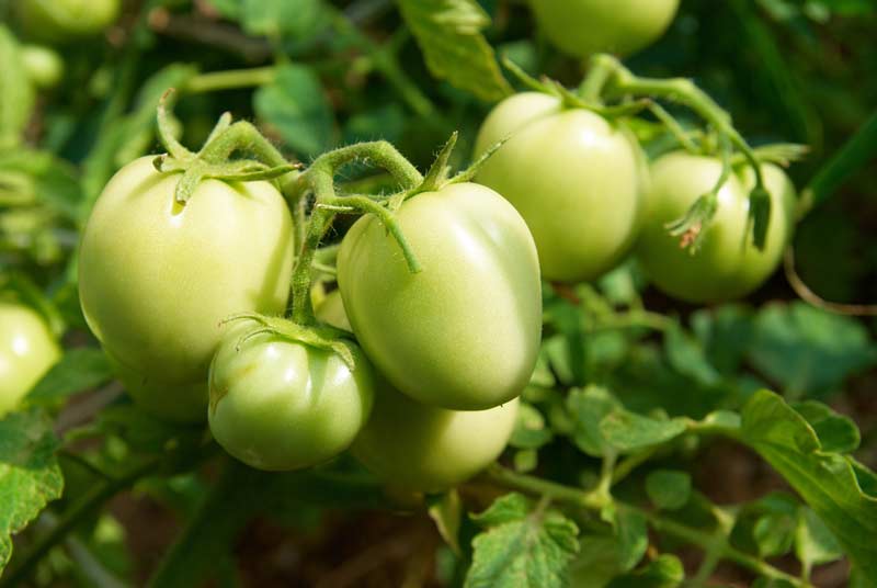 Green tomatoes on plant