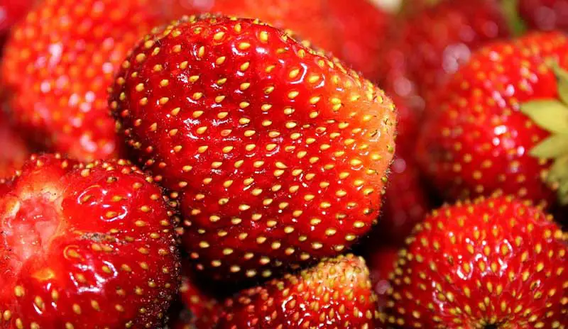 Strawberry seeds on the fruit
