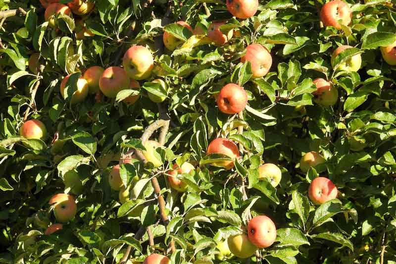 Fruit bearing apple tree