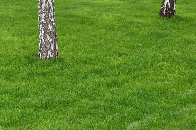 Green lawn grass