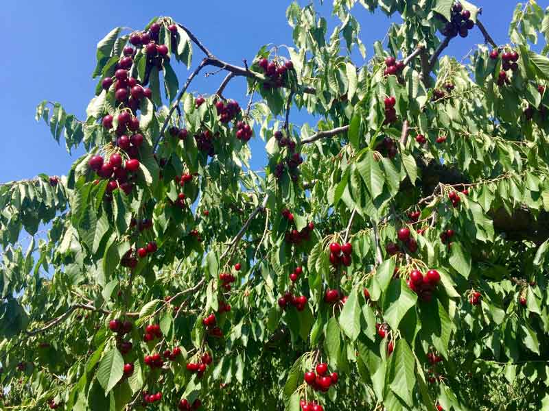 Ripe cherries on tree