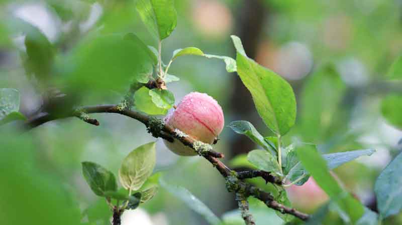 Small apple tree