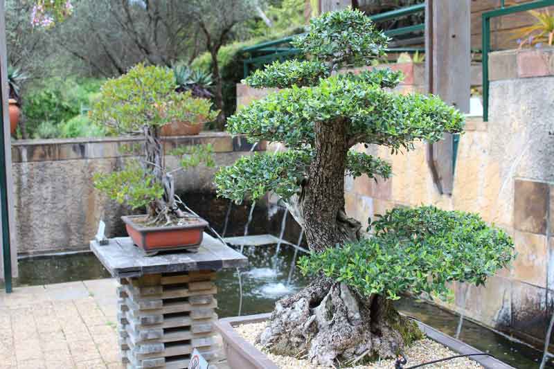 Large bonsai trees