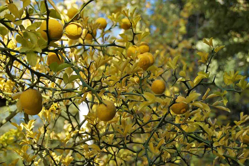 Lemons on lemon tree