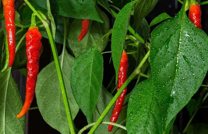 Chili pepper plants