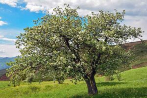 Overgrown pear tree