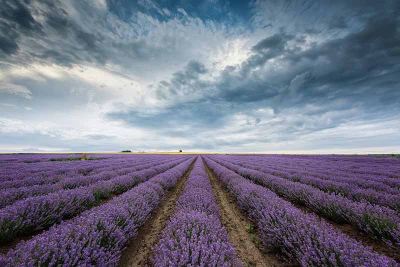 Lavender flowers field