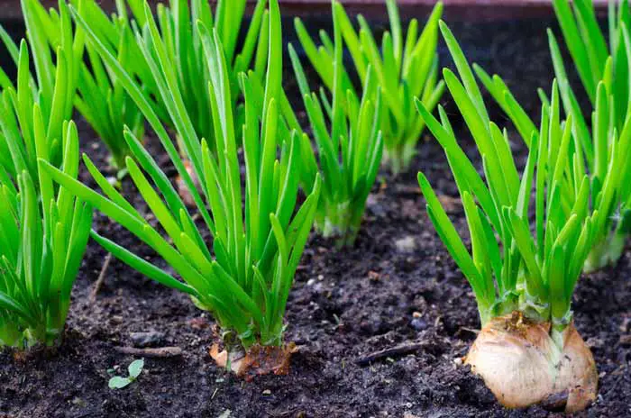 Onions in the ground