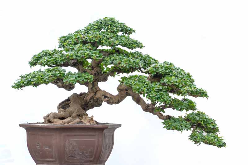 Kengai bonsai semi cascade style