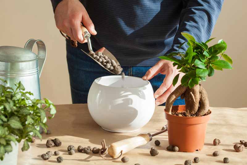 Man putting leca in a pot