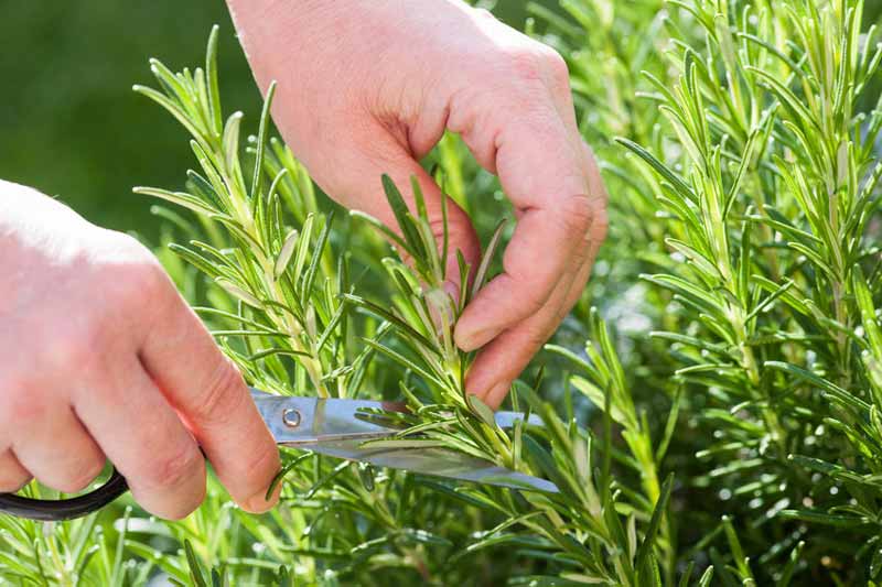 Hands picking herbs