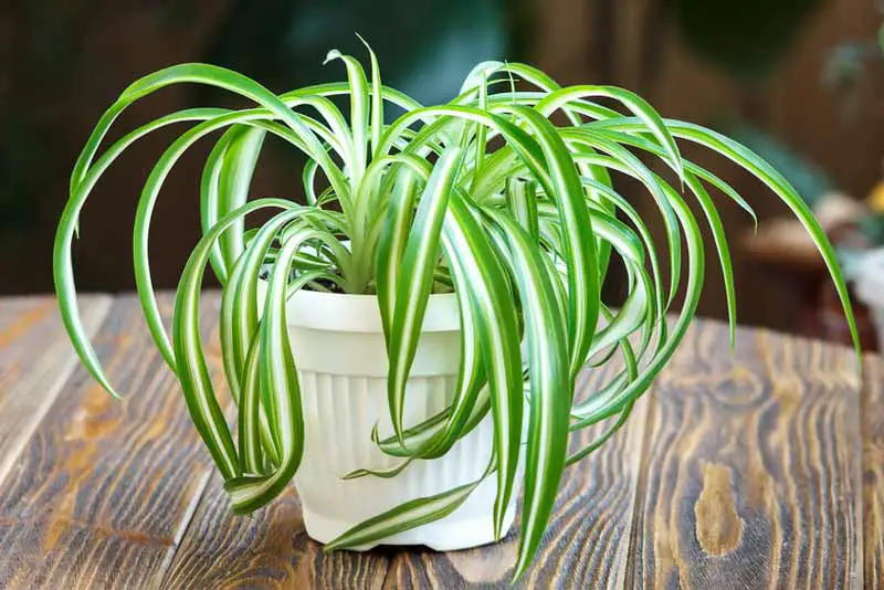 Spider plant with leaves bending