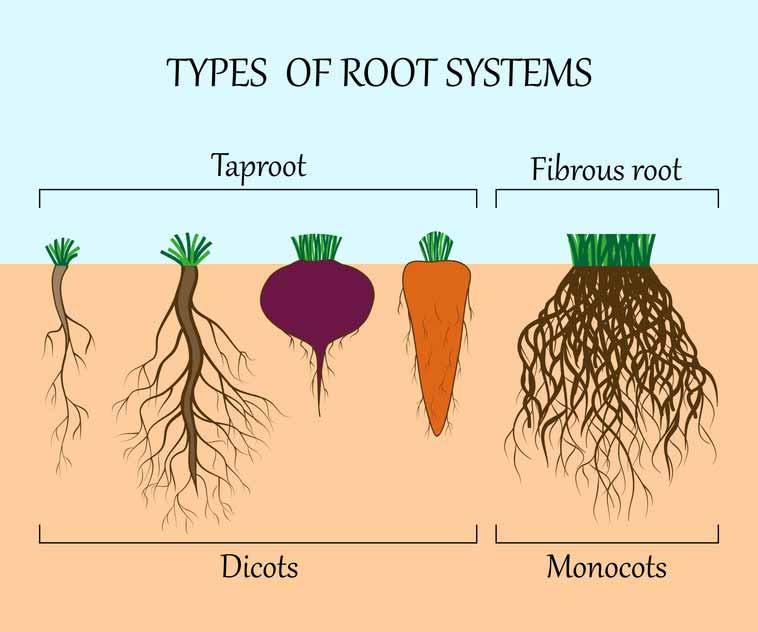 Fibrous root illustration
