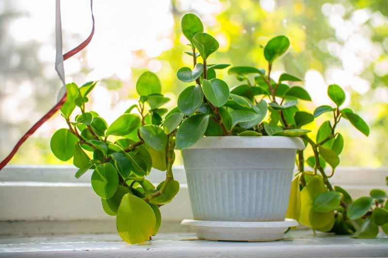 Peperomia plant falling over