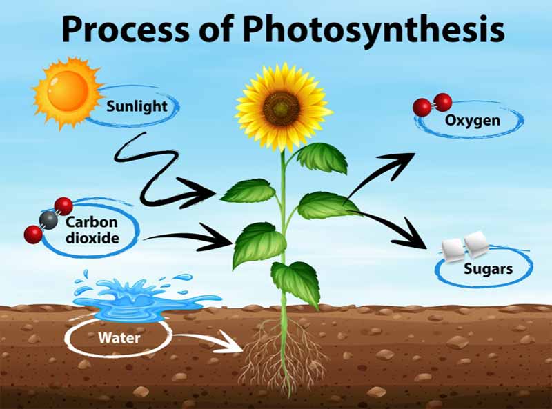 Photosynthesis producers