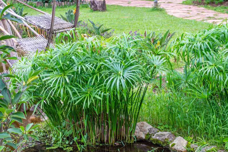 Umbrella plants