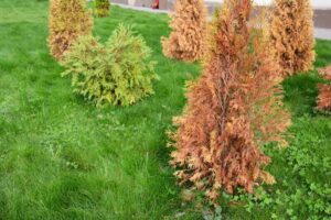 Arborvitaes yellow and brown