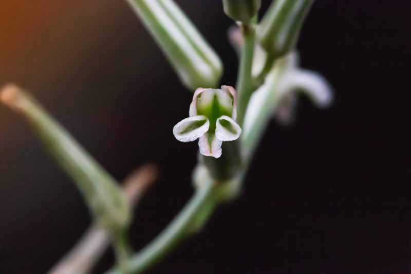 Haworthia flower