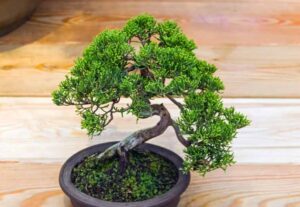 Windswept juniper bonsai
