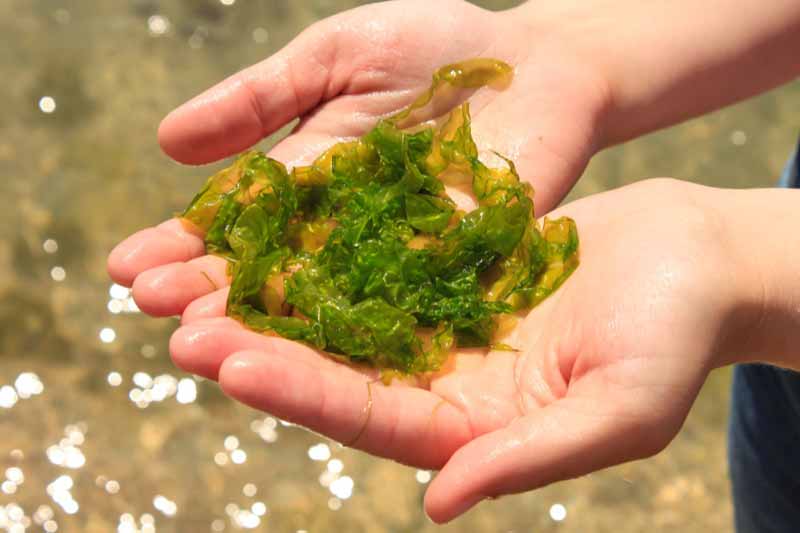 Algae in hands