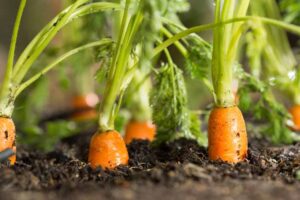 Carrots in the ground
