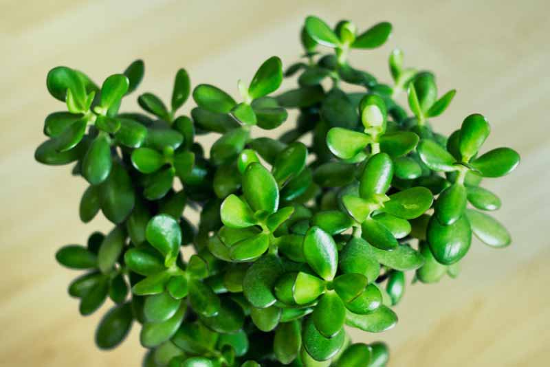 Jade plant close up