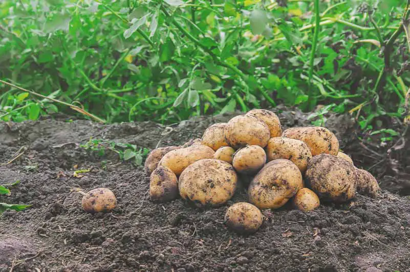 Potato plants and potatoes