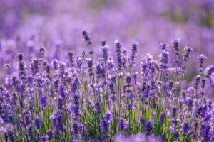 Purple lavender plants