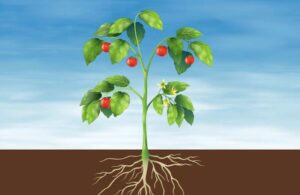 Tomato plant with roots illustration